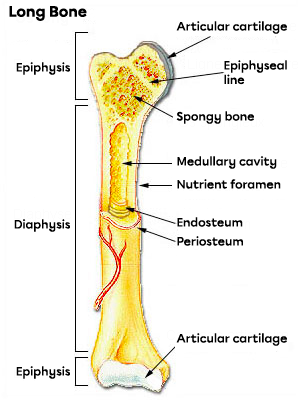 The structures of a long bone.