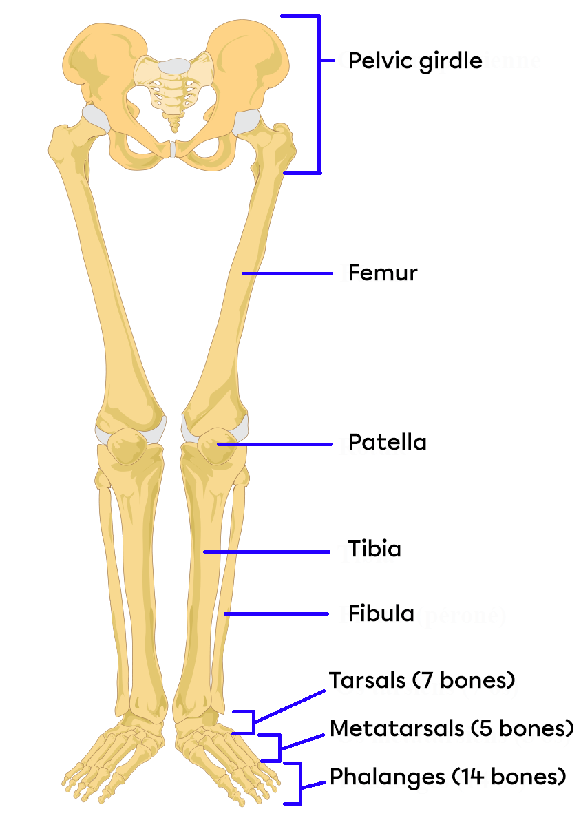 The bones of the lower body.