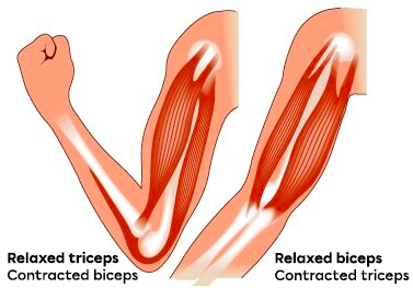 When the biceps contracts, the triceps relaxes. Conversely, when the biceps relaxes, the triceps contracts.