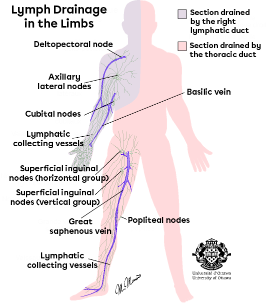 Collecting vessels and nodes of the lymphatic system.