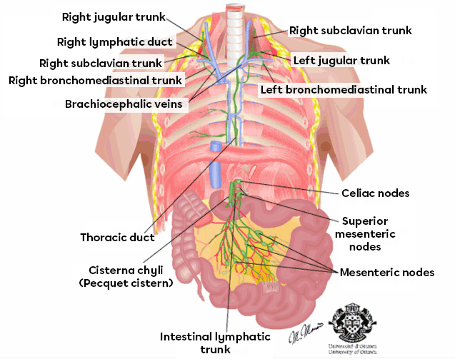 Lymphatic trunks and nodes. 