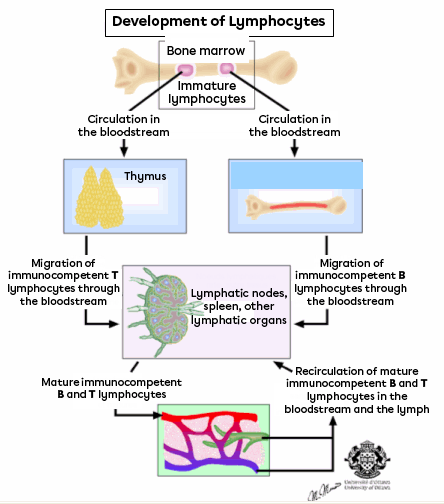 Lymphocytes production and circulation.