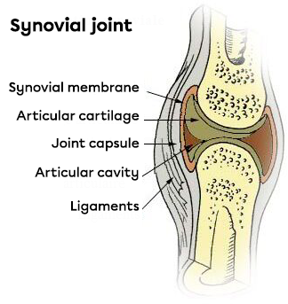 A simplified diagram of a synovial joint.