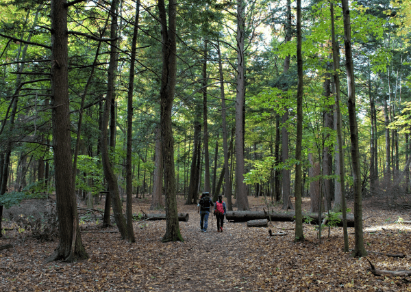 Photographie de deux personnes marchant dans la forêt.