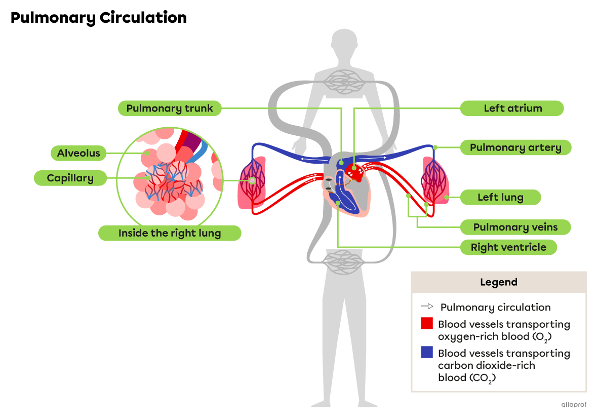 A simplified diagram of pulmonary circulation.