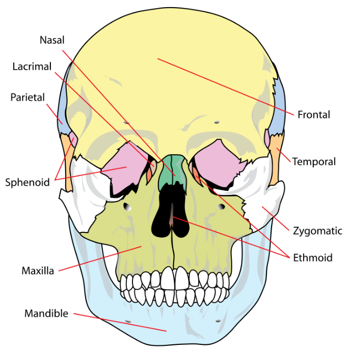 Bones of the human skull.