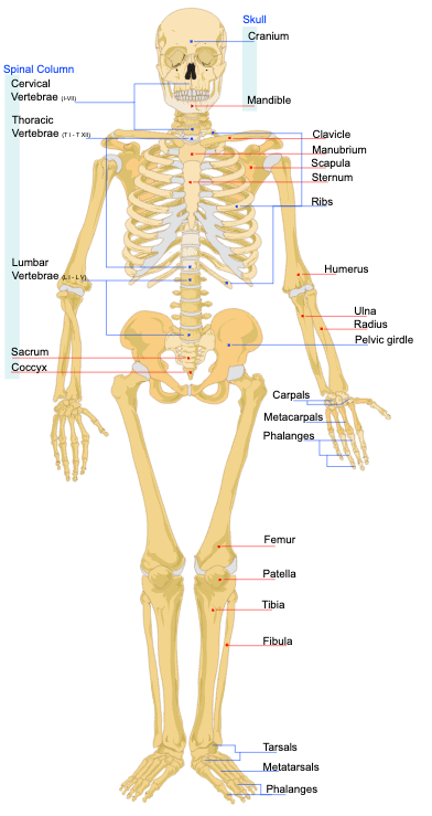 Bones of the human skeleton.