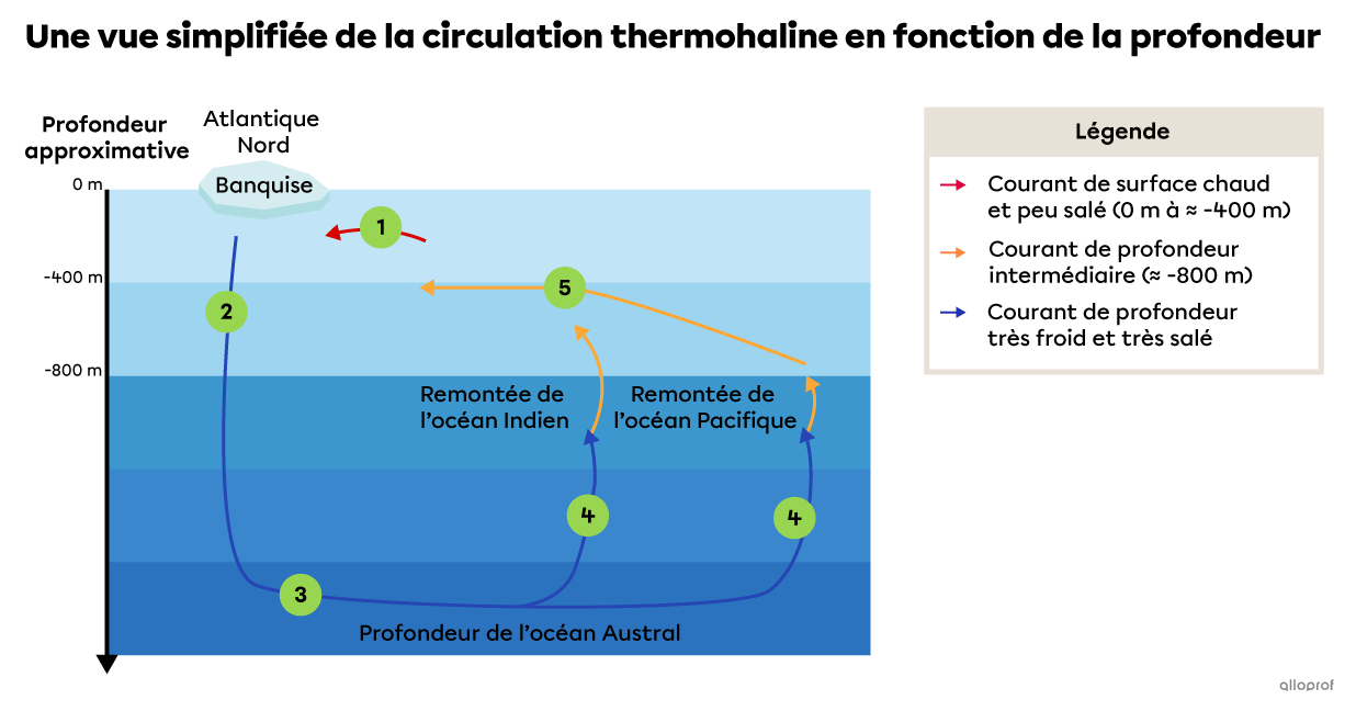 La circulation thermohaline débute à la surface de l’Atlantique Nord où l’eau s’enfonce dans les profondeurs pour rejoindre le fond de l’océan Austral. Ensuite, une branche profonde se dirige vers l’océan Indien et une autre vers l’océan Pacifique. Finalement, les branches indienne et pacifique se rejoignent et retournent dans l’océan Atlantique grâce à des courants de profondeur intermédiaire.
