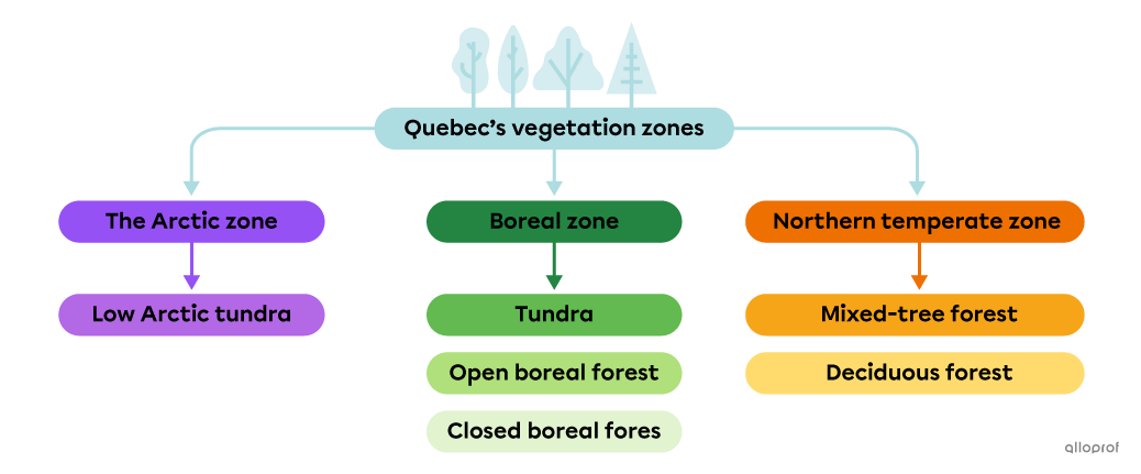 Diagram of Quebec’s Vegetation Zones.