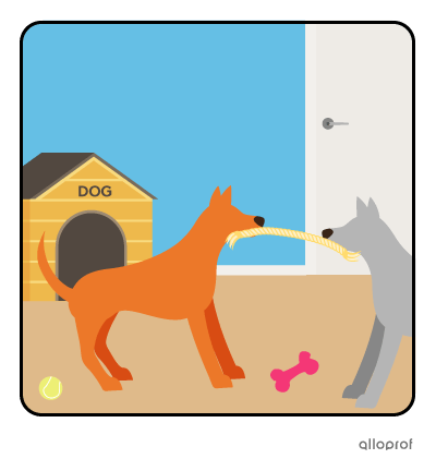 Dogs playing with a toy.