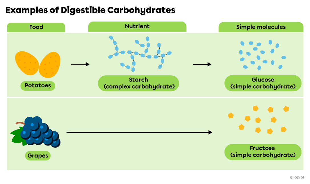 Grapes contain simple carbohydrates, which are assimilated through the digestive process. Potatoes contain starch, a complex carbohydrate that is broken down into simple carbohydrates during digestion.