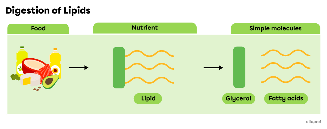 Vegetable oils, avocados, coconuts, meat and fish contain lipids, which are broken down into glycerols and fatty acids during digestion.