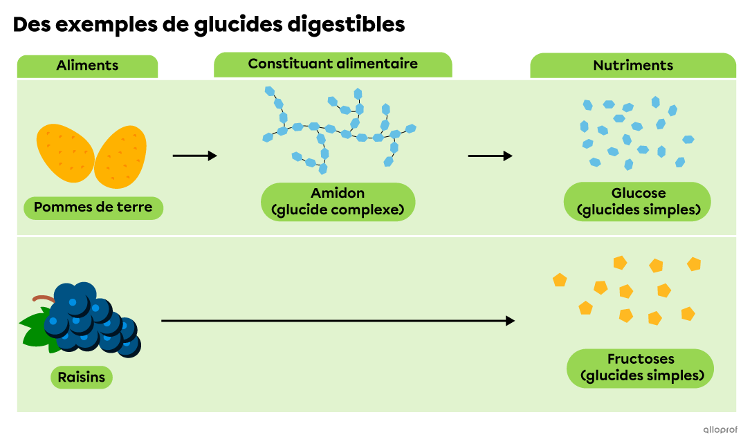 Les raisins contiennent des glucides simples, qui sont assimilés grâces aux processus digestifs. Les pommes de terre contiennent de l’amidon, un glucide complexe qui est décomposé en glucides simples lors de la digestion.  