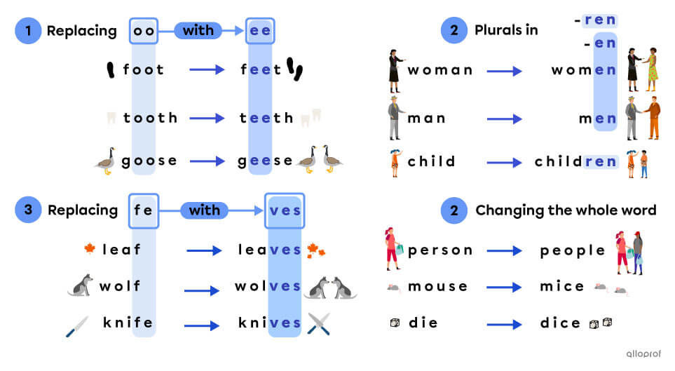 Table with irregular plurals. The word foot is feet in the plural. The word woman is women in the plural. The word leaf is leaves in the plural. The word person is people in the plural.