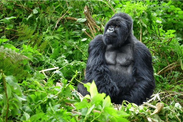 Gorille de montagne au Rwanda.