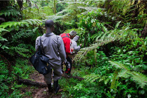 Des touristes explorent la forêt impénétrable de Bwindi.