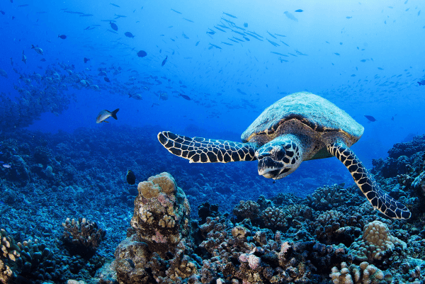 Une tortue nageant dans un récif corallien en Polynésie française. 