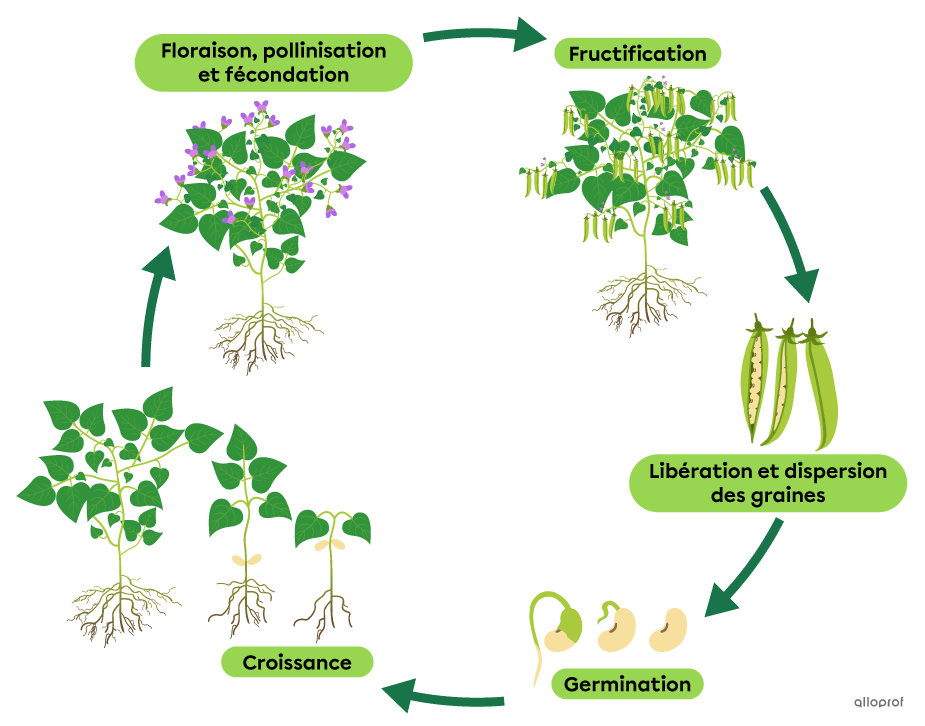 Les étapes du cycle de reproduction d’une plante à fleurs représentées avec un plant de haricots (floraison, pollinisation, fécondation, fructification, libération et dispersion des graines, germination et croissance).