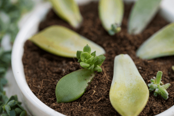 A new plant forms at the base of a succulent leaf torn from the mother plant.