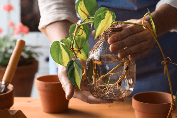 Roots form at the base of the stems of a vine plant when they are placed in water.