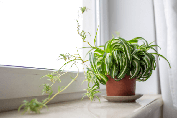 Une plante araignée avec des nouvelles plantes qui poussent au bout de ses stolons.