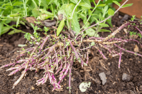 The rhizomes that produce new mint stems.