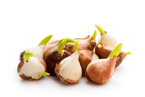 Des bulbes de tulipes desquels sortent des tiges.