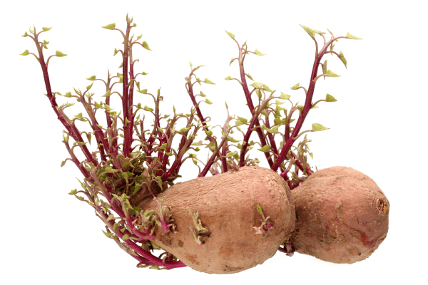 Des tiges qui poussent sur une patate.