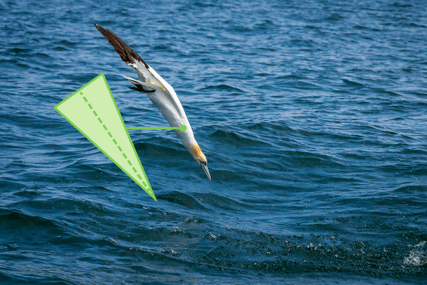 A northern gannet diving into the water.