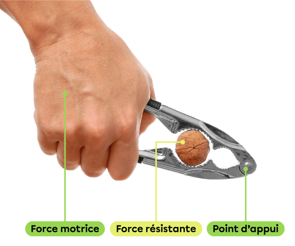 Une main qui casse une noix à l’aide d’un casse-noix. La force motrice est appliquée par la main, la force résistante est appliquée par la noix et le point d’appui est le rivet au bout du casse-noix.