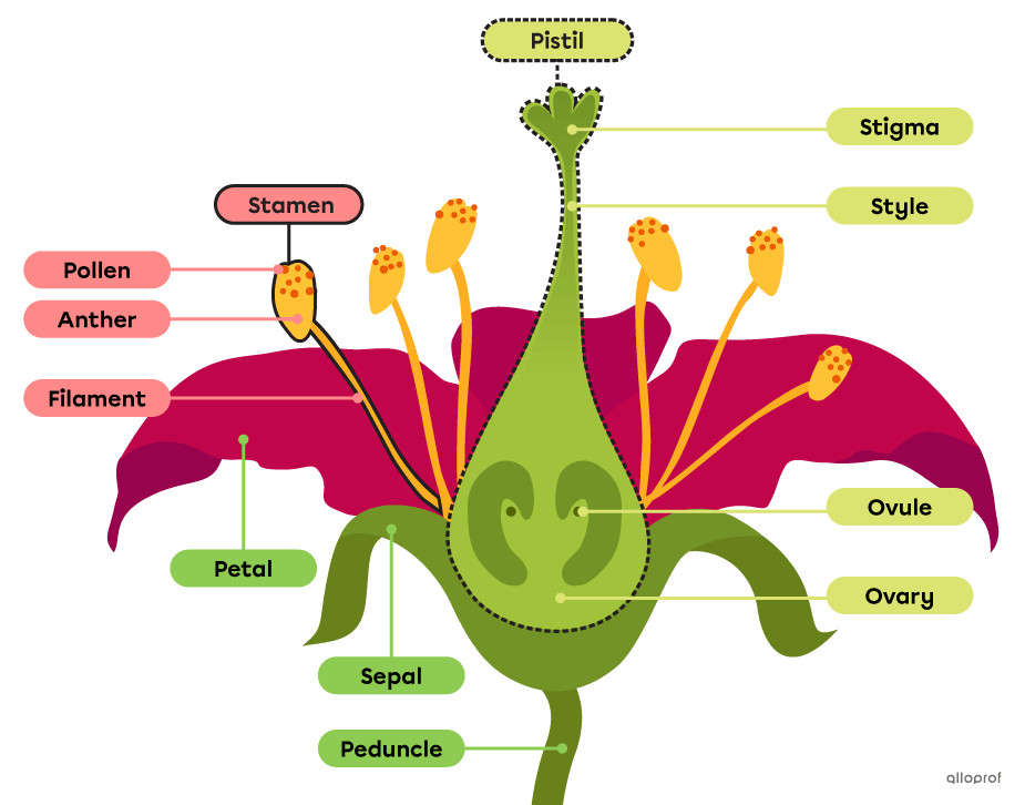 A stamen, pollen, filament, anther, pistil, stigma, style, ovule, ovary, petal, sepal and peduncle are identified on a flower.
