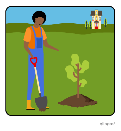 Woman planting a tree.