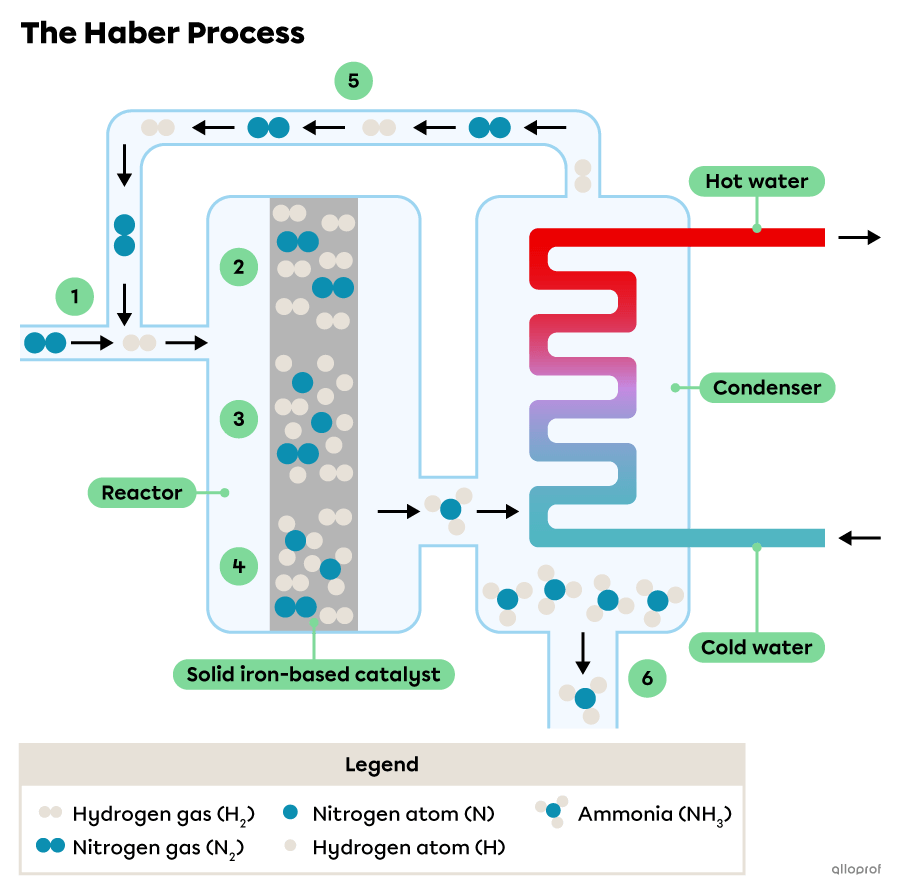 A diagram explaining the Haber Process: hydrogen and nitrogen gases react on the surface of a solid iron-based catalyst to form ammonia gas, which is then condensed into a liquid state. 