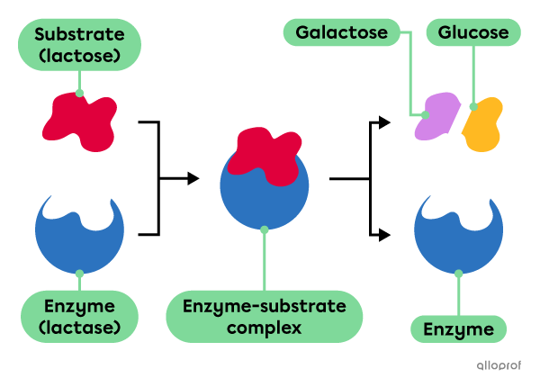 A diagram showing the enzymatic digestion of lactose according to the lock-and-key model, with lactase as the catalyst.