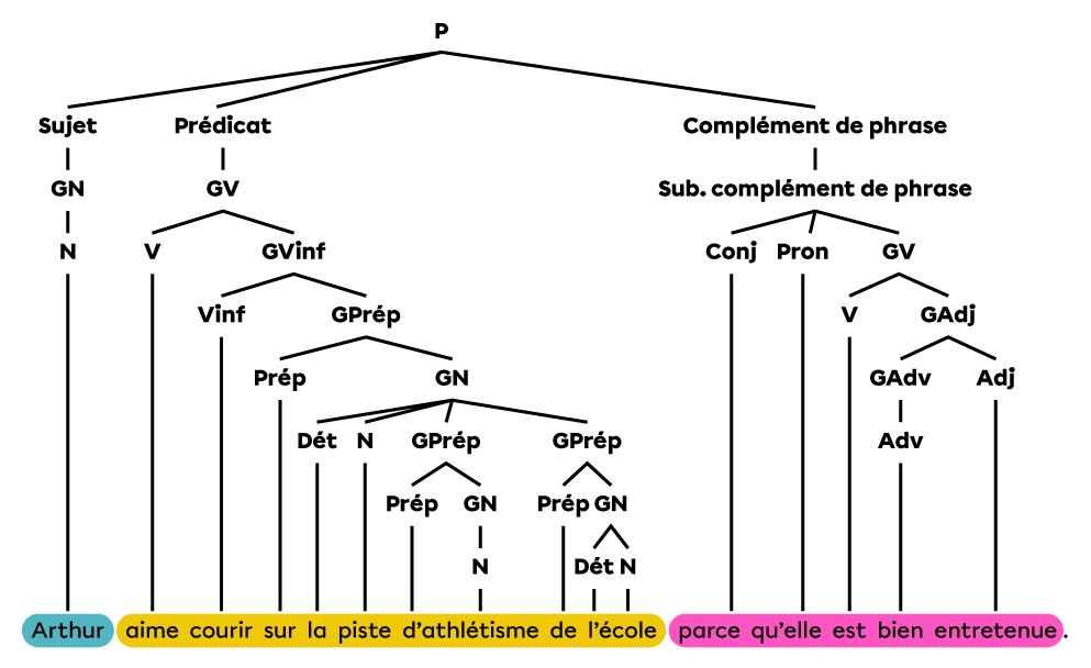 Analyse en arbre syntaxique de la phrase « Arthur aime courir sur la piste d’athlétisme de l’école parce qu’elle est bien entretenue. ».