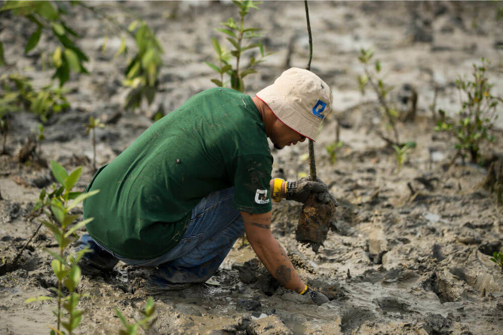 Photographie d’un homme plantant un arbre.