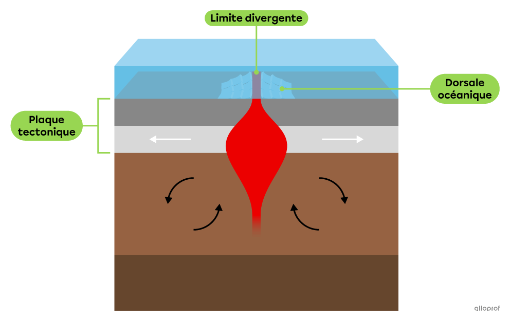 Schéma montrant la montée de magma à la limite divergente entre deux plaques tectoniques qui s’éloignent. 