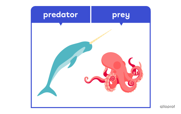The narwhal is a predator. The octopus is one of its favourite preys.