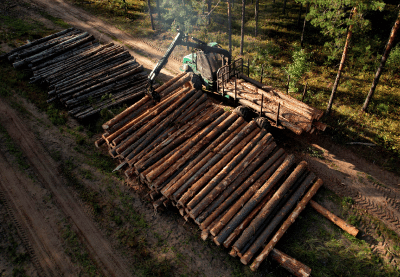 Des billots de bois après le défrichement.