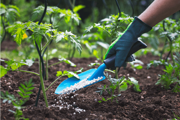Fertilizer is used to fertilize a tomato plant.