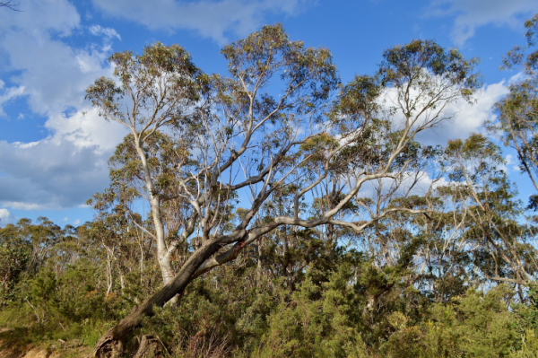 Un eucalyptus dans les montagnes Bleues.