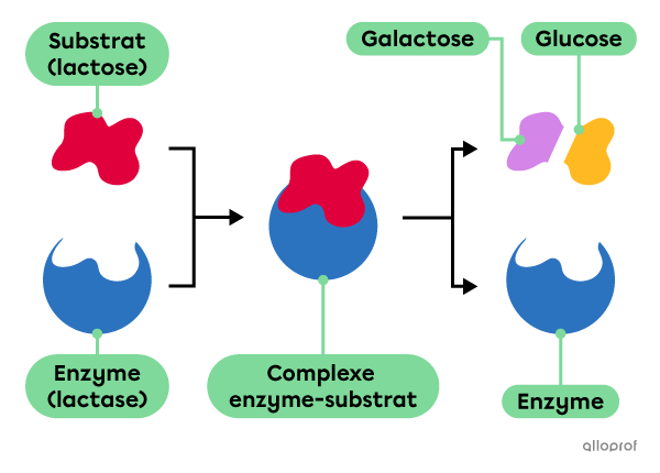 Un schéma montrant la digestion enzymatique du lactose selon le modèle clé et serrure avec la lactase comme catalyseur.
