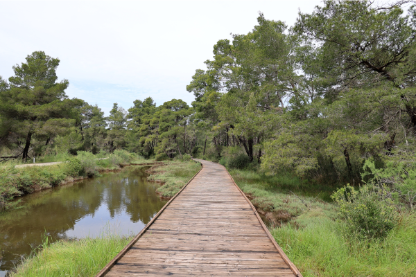 Une passerelle dans le parc national de Divjaka-Karavasta, Albanie.