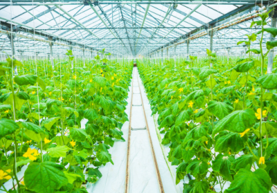 Des concombres cultivés en serre.