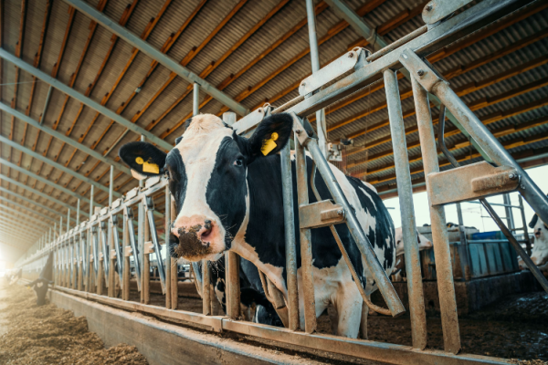 Photographie d’une vache dans une étable.