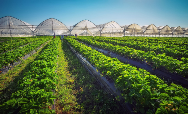 Photo d’un champ de fraises avec des serres pour protéger les jeunes plants du froid.