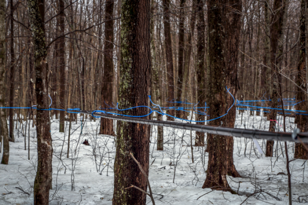 Photographie de tuyaux connectés d’un arbre à l’autre dans la forêt.