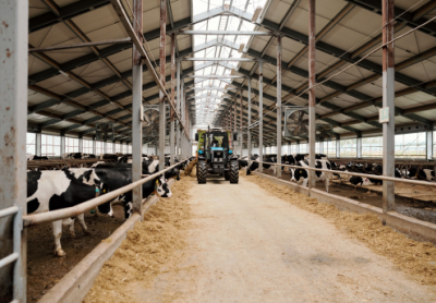 Un tracteur qui se déplace dans une étable pour des vaches.