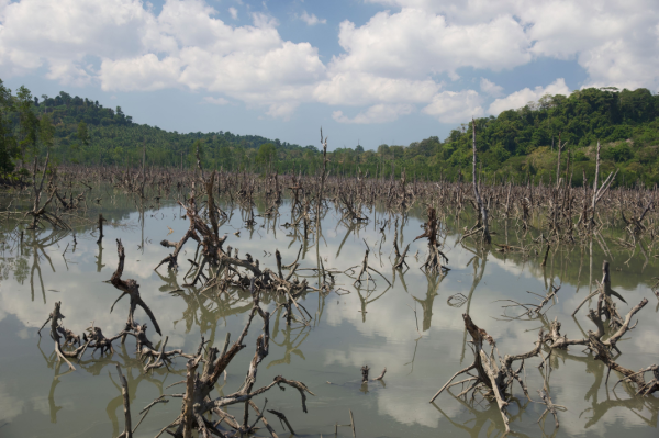 Des mangroves détruites par un  tsunami.