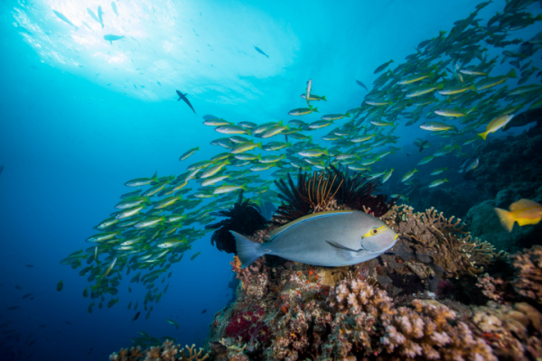 Des poissons de la Grande Barrière de corail.